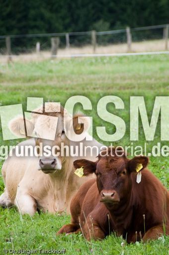 Hausrind (138 von 174).jpg